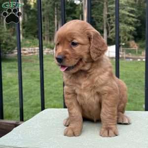 Sheila, Golden Retriever Puppy