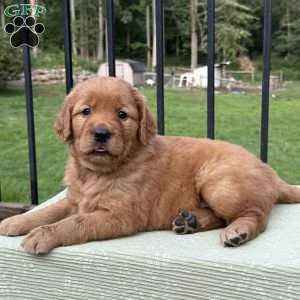 Sheila, Golden Retriever Puppy