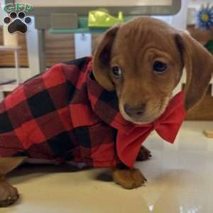 Detour, Dachshund Puppy