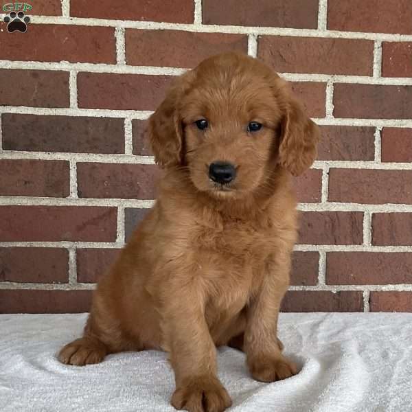 Kobi, Mini Goldendoodle Puppy