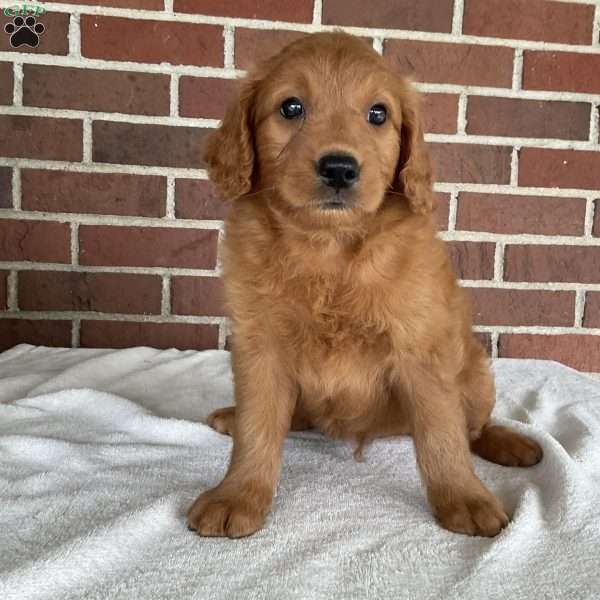 Oden, Mini Goldendoodle Puppy