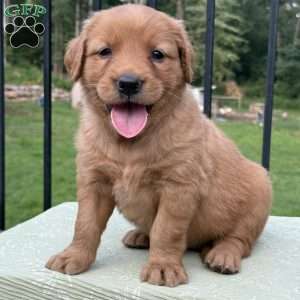 Rayne, Golden Retriever Puppy