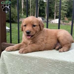Rayne, Golden Retriever Puppy