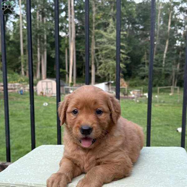 Oakley, Golden Retriever Puppy