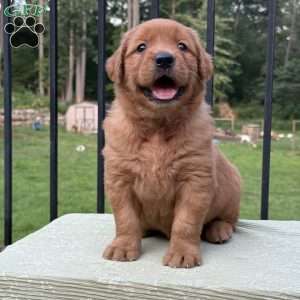 Oakley, Golden Retriever Puppy
