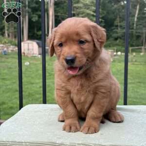 Oakley, Golden Retriever Puppy