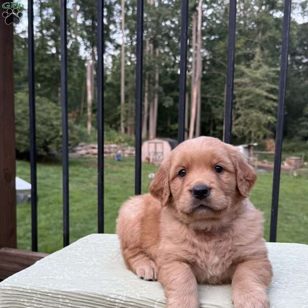 Gabby, Golden Retriever Puppy