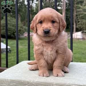 Gabby, Golden Retriever Puppy