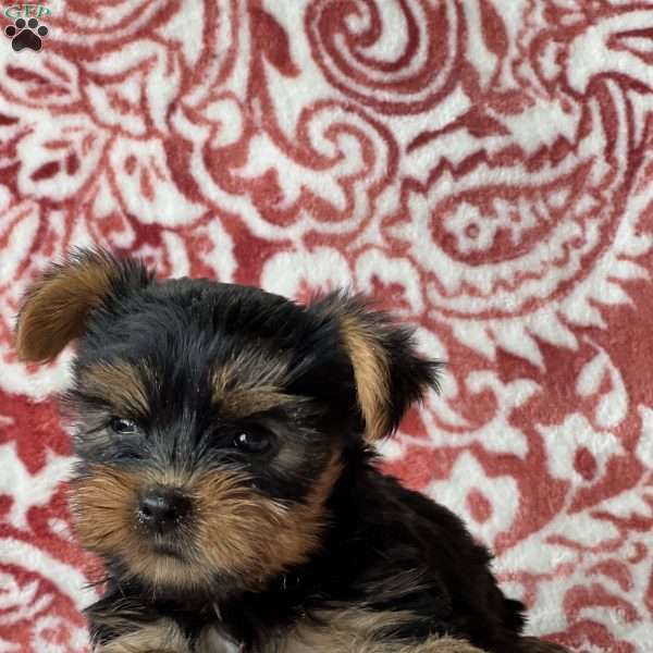 Sean, Yorkie Puppy
