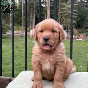 Hunter, Golden Retriever Puppy