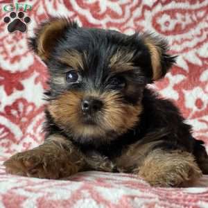 Sean, Yorkie Puppy