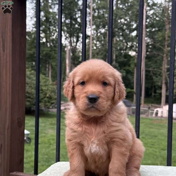 Hunter, Golden Retriever Puppy