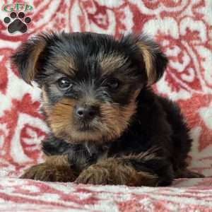 Seth, Yorkie Puppy