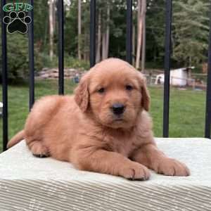 Hunter, Golden Retriever Puppy