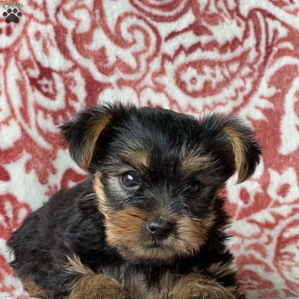 Seth, Yorkie Puppy