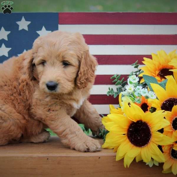 Daisy, Labradoodle Puppy