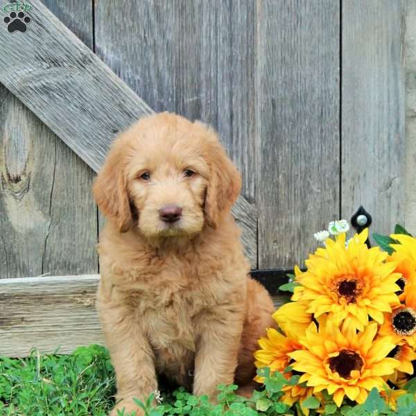 Buddy, Labradoodle Puppy