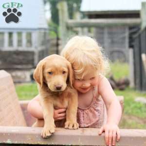 Luna, Labradoodle Puppy