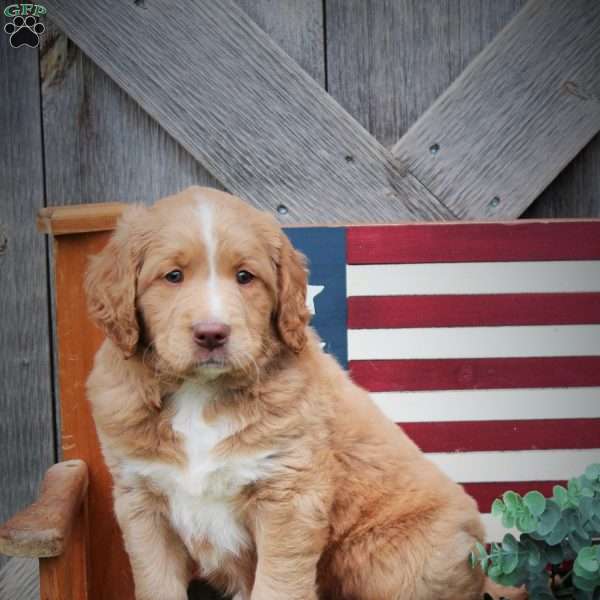 Cooper, Labradoodle Puppy