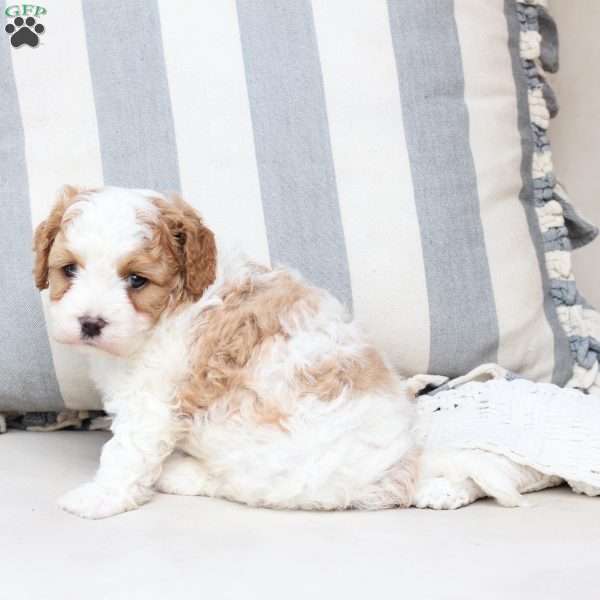 Winston, Cavapoo Puppy