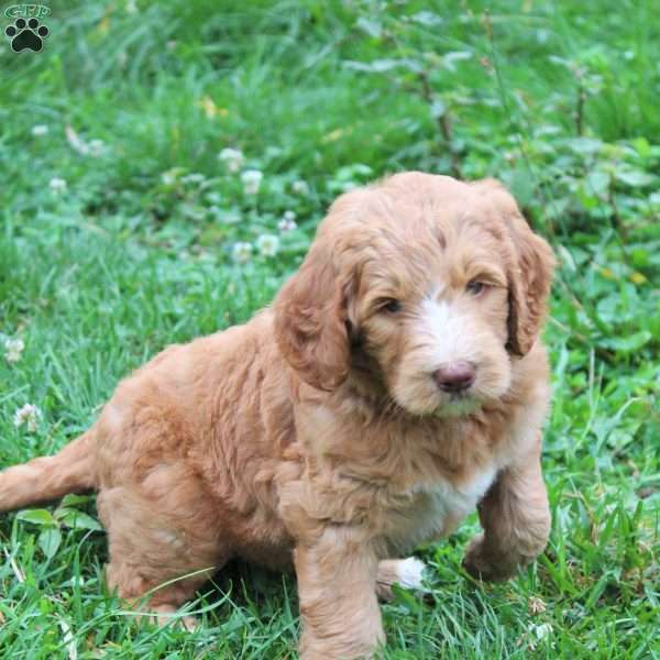 Milo, Labradoodle Puppy