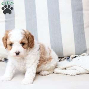 Winston, Cavapoo Puppy