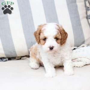 Winston, Cavapoo Puppy