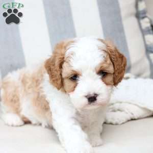 Winston, Cavapoo Puppy