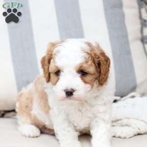 Winston, Cavapoo Puppy