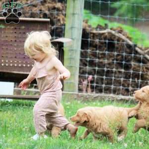 Buddy, Labradoodle Puppy