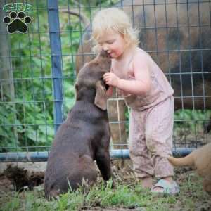 Clover, Chocolate Labrador Retriever Puppy