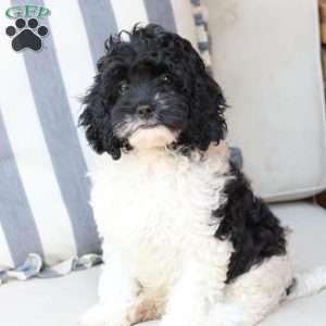 Storm, Cavapoo Puppy