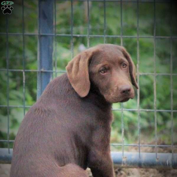Clover, Chocolate Labrador Retriever Puppy