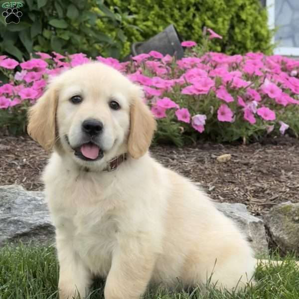 Cassie, Golden Retriever Puppy