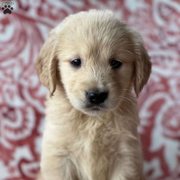 Stella, Golden Retriever Puppy