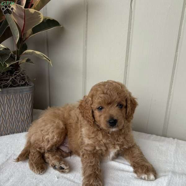 Riley, Cockapoo Puppy