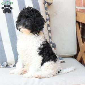 Storm, Cavapoo Puppy