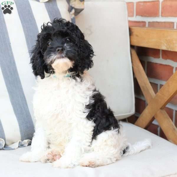 Storm, Cavapoo Puppy