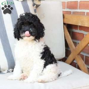 Storm, Cavapoo Puppy