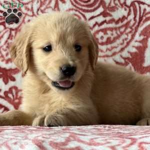 Stella, Golden Retriever Puppy