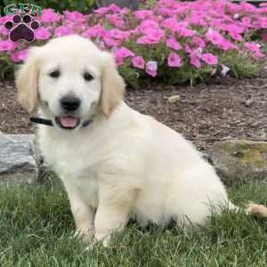 Clyde, Golden Retriever Puppy
