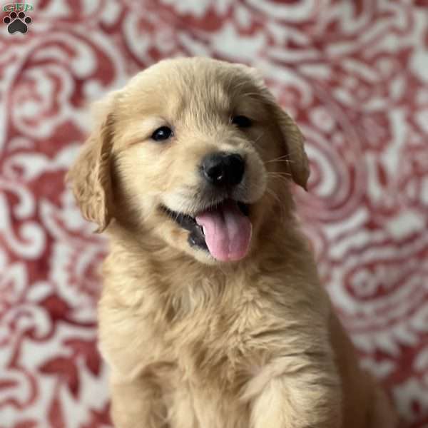 Sofia, Golden Retriever Puppy