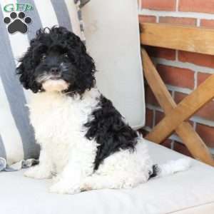 Storm, Cavapoo Puppy