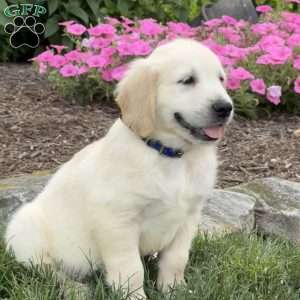 Clyde, Golden Retriever Puppy