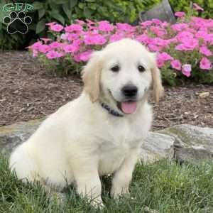 Clyde, Golden Retriever Puppy