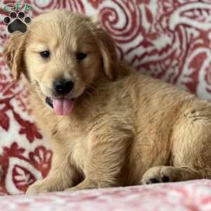 Sofia, Golden Retriever Puppy