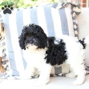 Storm, Cavapoo Puppy