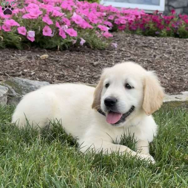 Clyde, Golden Retriever Puppy