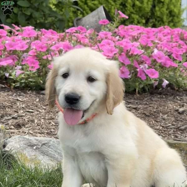 Cash, Golden Retriever Puppy