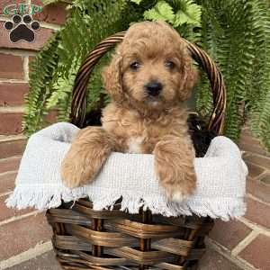 Riley, Cockapoo Puppy